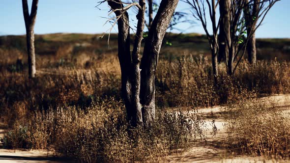 Desert Trees in Plains of Africa Under Clear Sky and Dry Floor with No Water alt