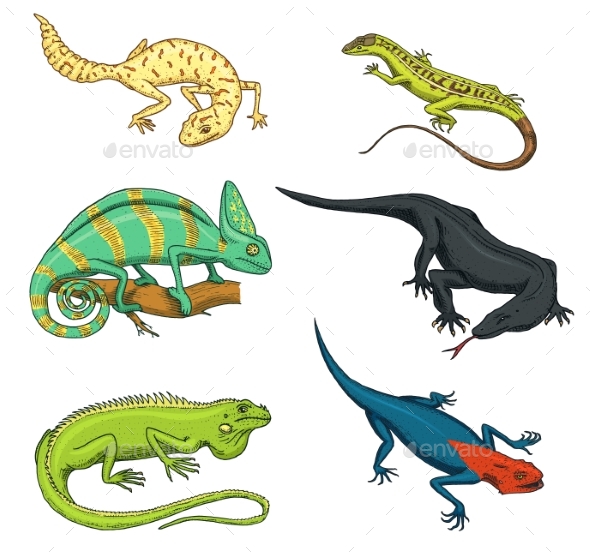 Lizards - Animals Characters