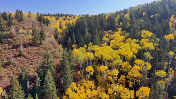View of a mountain with autumn colors then turn and tilt down to see a colorful aspen grove and a ro alt
