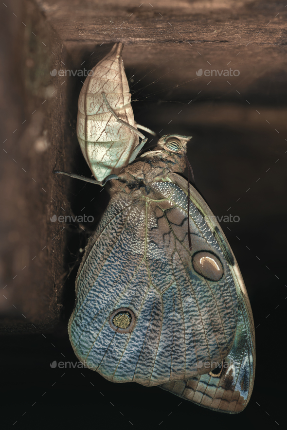 Owl Butterfly - Stock Photo - Images