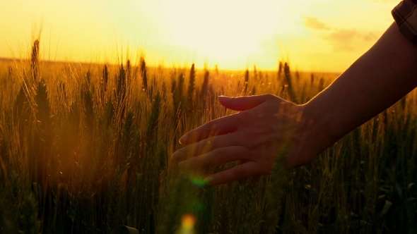 Hand of a Girl Passing Through a Field of Wheat, a Flesh Shot.