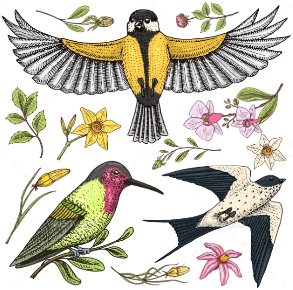 Small Birds of Barn Swallow or Martlet and Parus - Flowers & Plants Nature