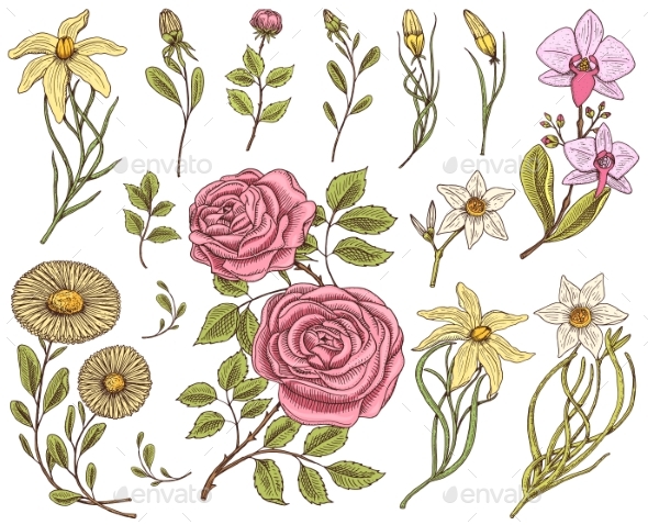 Flowers Set, Roses with Leaves and Buds, Herb - Flowers & Plants Nature