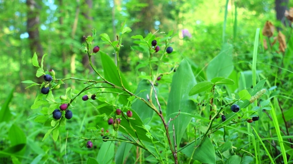Fresh Blueberries Growing in Forest. Raw Fresh Blueberries