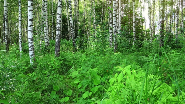 Beautiful Birch Forest