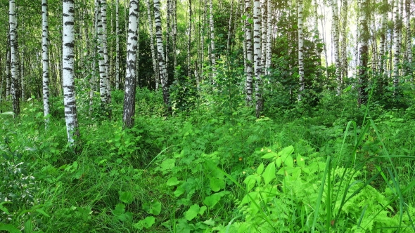 Beautiful Birch Forest alt