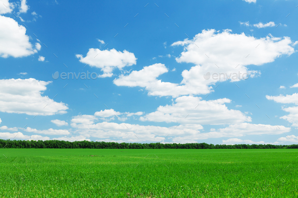 Green grass field and blue sky - Stock Photo - Images