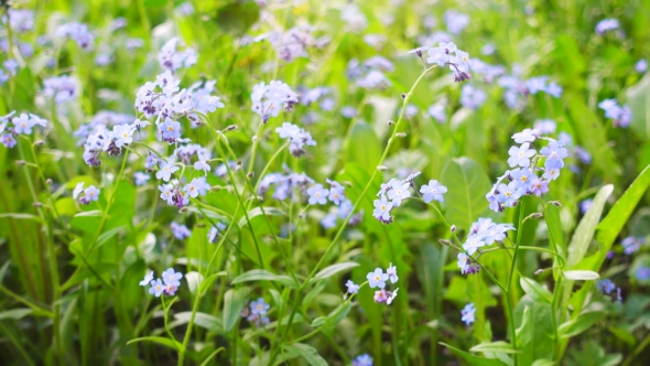 Beautiful Blue Wild Flowers