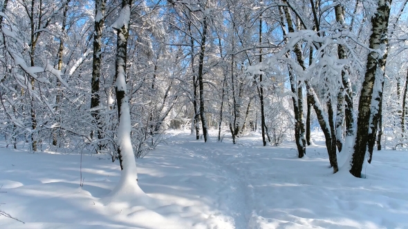 Snowy Branches in Forest. Winter Fairy Background alt