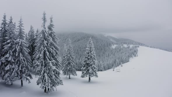 Aerial view of snow covered trees, Winter background, Flight above winter forest in Ukraine