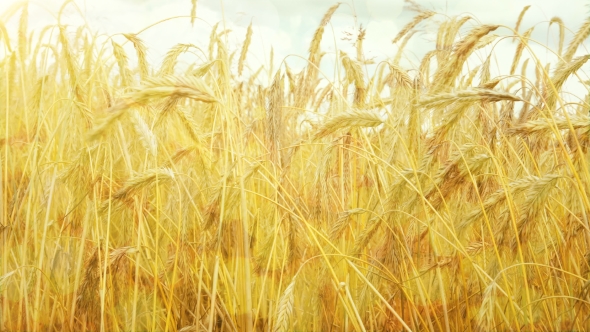 Field of Golden Ripe Wheat Ready to be Harvested at Summer alt