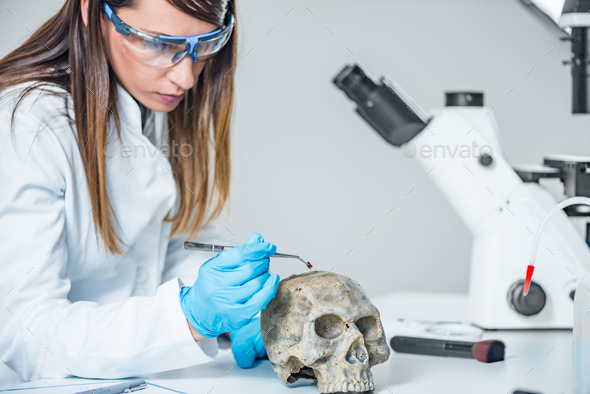 Forensic scientist examining human skull Stock Photo by microgen ...