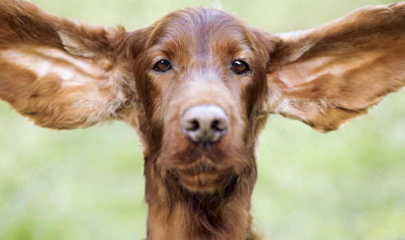 Funny dog ears Stock Photo by Elegant01 | PhotoDune