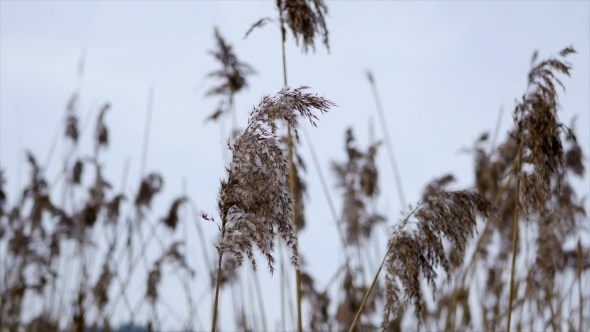 Bulrush Yellow on Frozen Lake
