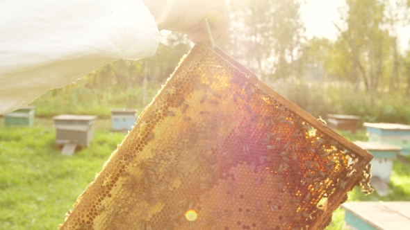 The Beekeeper Gets a Frame From the Hive. alt