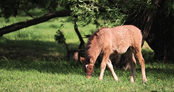 Foal Young Horse Grazing On Green Meadow Near Forest In Spring Or Summer Season In Belarus alt