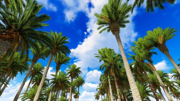 Palm Tree Forest