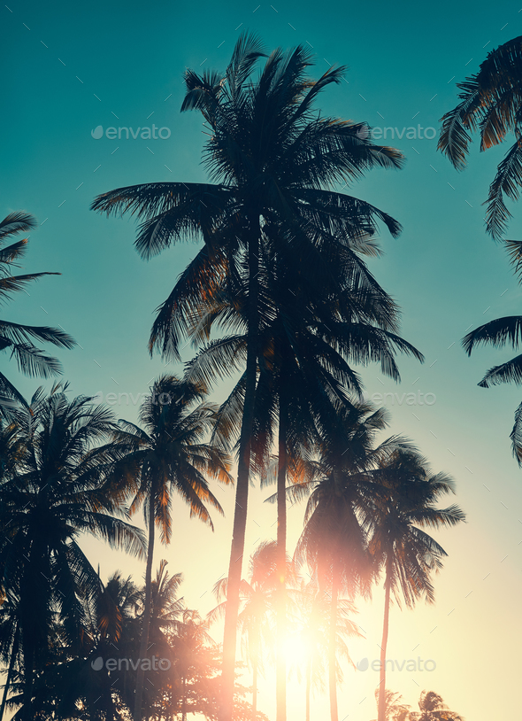 Coconut palm trees silhouettes at sunset. - Stock Photo - Images