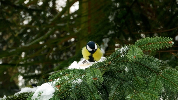 Bird on Pine Tree Winter Great Tit Parus Major