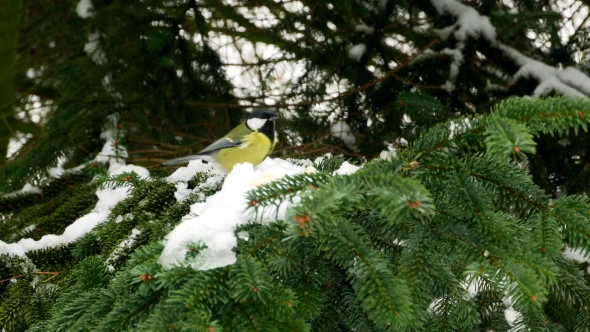 Bird on Pine Tree Winter Great Tit Parus Major