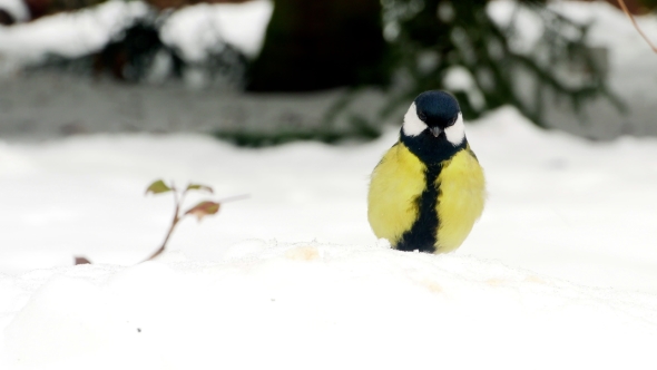 Bird on Snow Winter Great Tit Parus Major