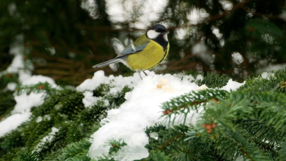 Bird on Pine Tree Winter Great Tit Parus Major
