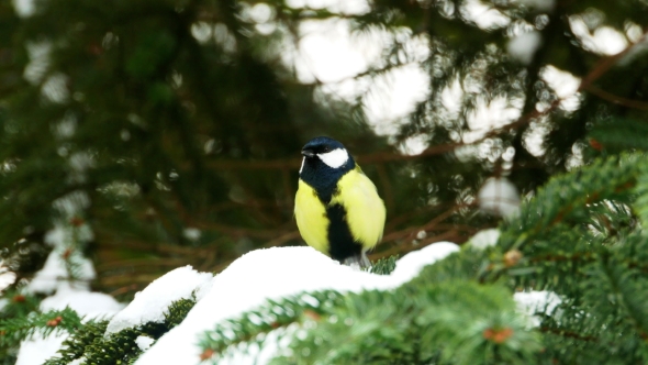 Bird on Pine Tree Winter Great Tit Parus Major