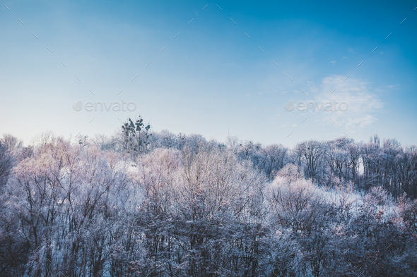 Frosty winter landscape in snowy forest - Stock Photo - Images