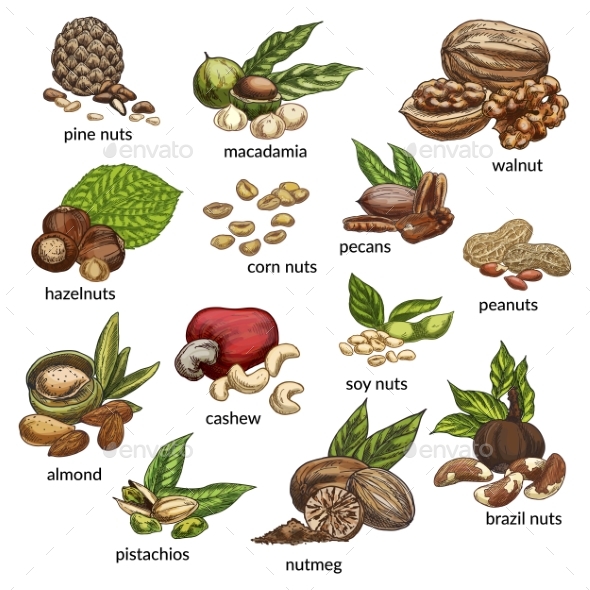 Set of Isolated Different Nut Types - Food Objects