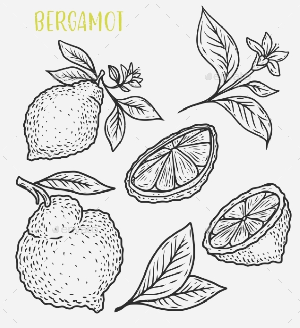 Sketch of Citrus Tropical Lemon Harvest - Food Objects