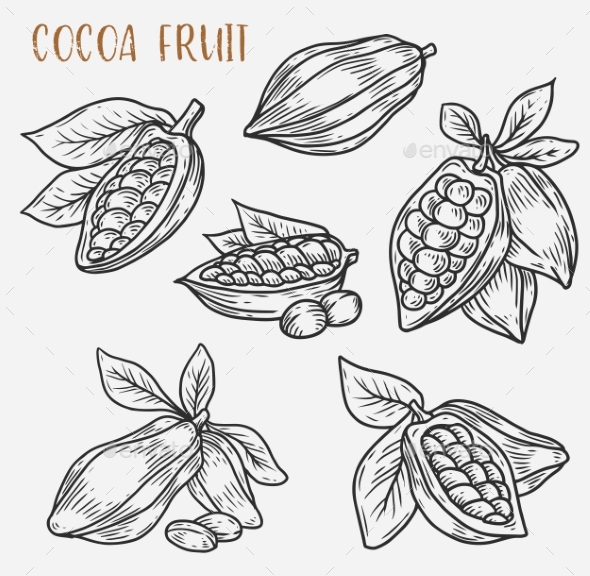 Sketches of Cocoa Beans on Pod - Food Objects