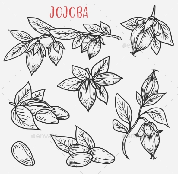 Sketches of Jojoba Stem with Leaves and Nut - Flowers & Plants Nature