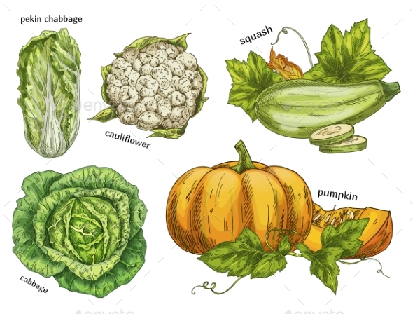 Sketch of Napa Cabbage, Squash and Cauliflower - Food Objects