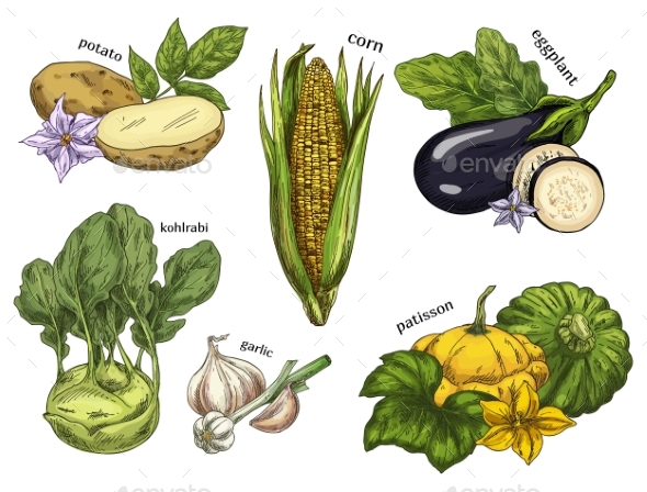 Sketch of Corn and Potato, Kohlrabi and Eggplant - Food Objects