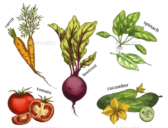 Sketches for Carrot Tomato Cucumber and Beetroot - Food Objects