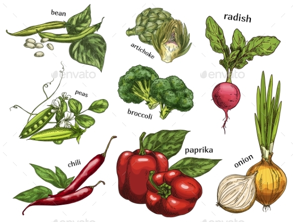 Sketch of Artichoke Chili Pepper Peas and Beans - Food Objects