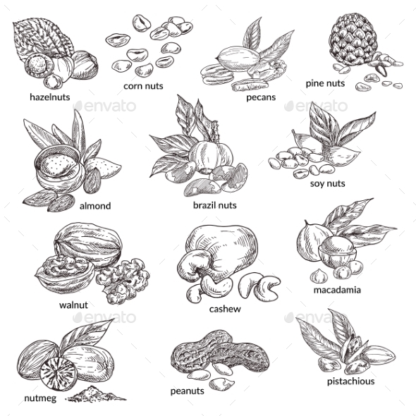 Nuts with Nutshell Isolated Sketches - Food Objects