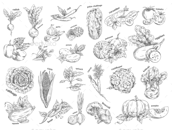 Sketch of Vegetarian Food - Food Objects
