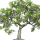 Tree Growing Tree Growing - VideoHive Item for Sale