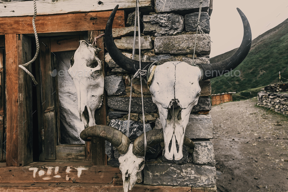 The sculls of wild horned animals. Background. - Stock Photo - Images