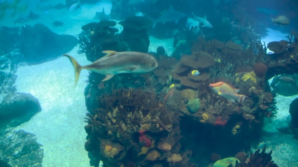 A Variety of Tropical Fish Over a Coral Reef alt