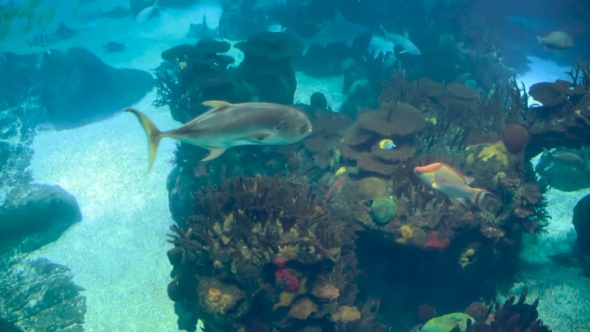 A Variety of Tropical Fish Over a Coral Reef