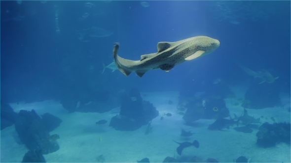 The Shark Is a Nurse and a Large Ramp A Variety of Tropical Fish Over a Coral Reef