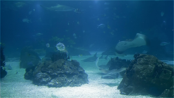 A Variety of Tropical Fish Over a Coral Reef.