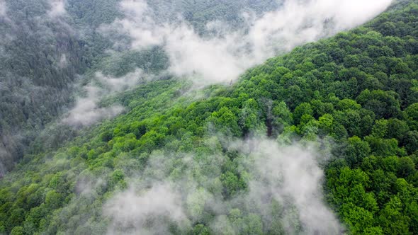 Coniferous Wet Dense Forest alt