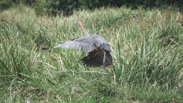 Goliath Heron (Ardea Goliath) Starts Flying in Super  in Nile River