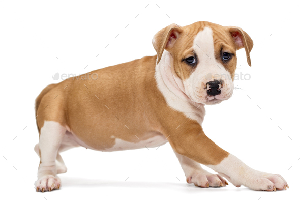 small staffordshire terrier
