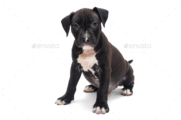 staffordshire terrier puppies