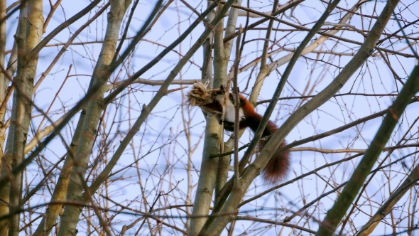 Red Squirrel on Tree Forest