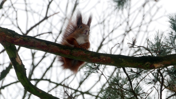 Red Squirrel on Tree Forest